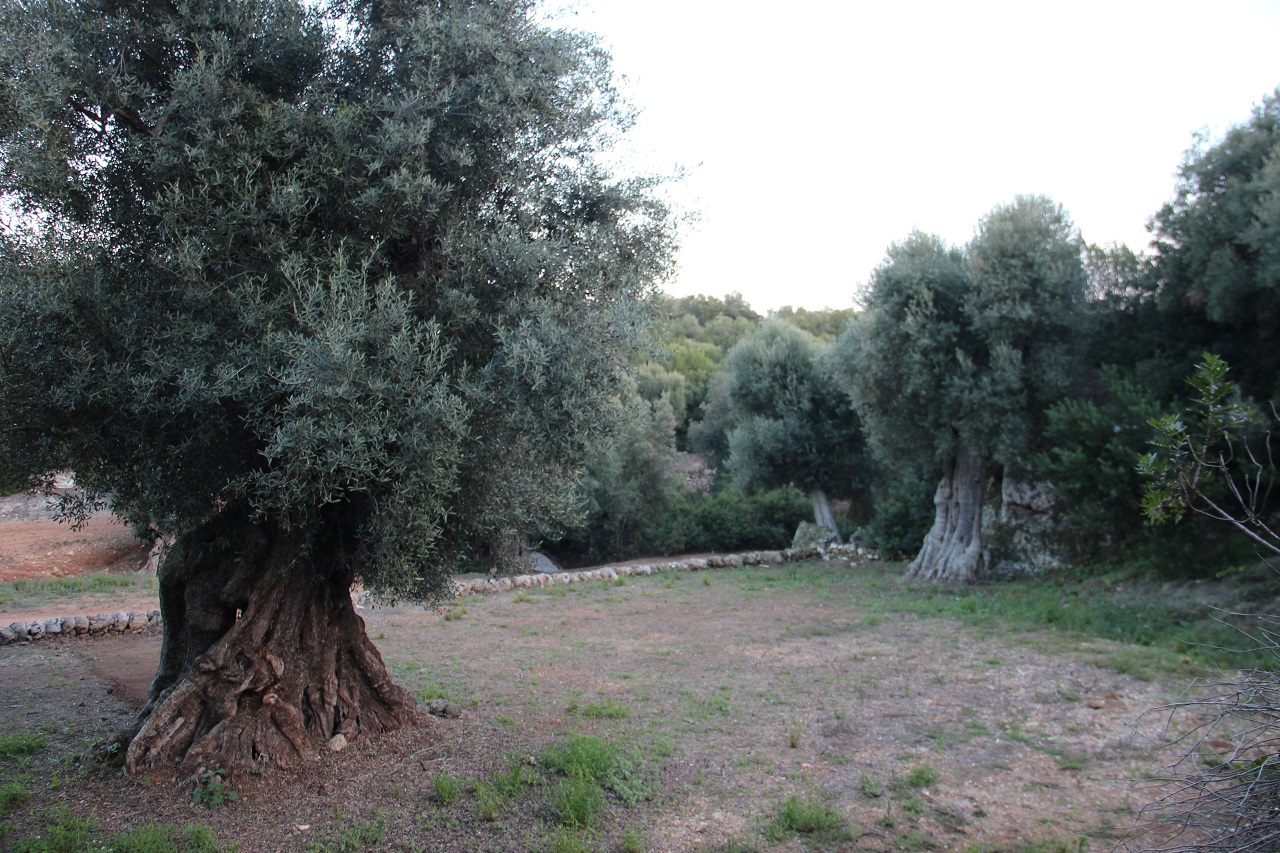Millenary olive trees in the Parco Regionale delle Dune Costiere Ostuni. Photo courtesy the artist